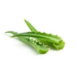 Aloe vera feuille Bio