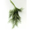 Aneth Botte Bio