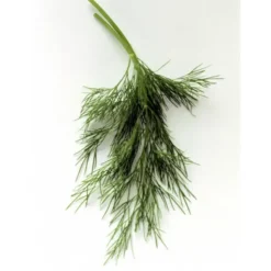 Aneth Botte Bio