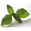 Basilic botte Bio