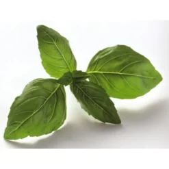 Basilic Citron botte Bio