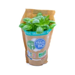 Basilic Pot Bio