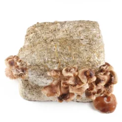 Bloc à cultiver Shiitake Bio