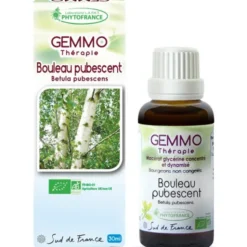 Bouleau pubescent (Betula pubescens)