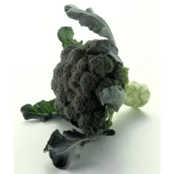 Brocoli Sauvage Botte Bio