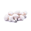 Champignon Blanc Bio