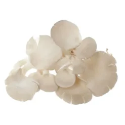 Champignon Pleurote Bio