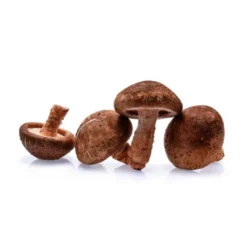 Champignon Shiitaké Bio
