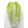 Chou Chinois Bio