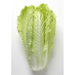 Chou Chinois (pièce) Bio