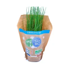 Ciboulette Pot Bio