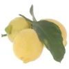 Citron Feuille Corse Bio