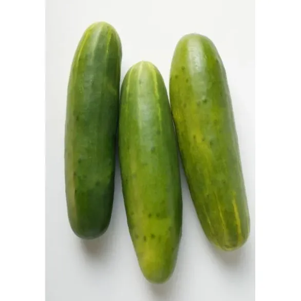 Concombre Noa Bio