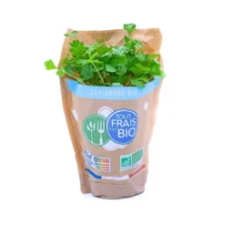 Coriandre Pot Bio