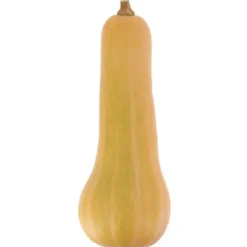 Courge Longue de Nice Bio