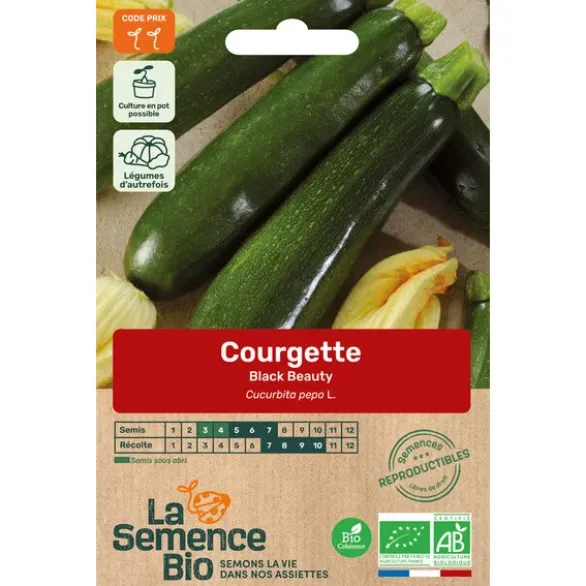 Courgette Black Beautysemence 3g