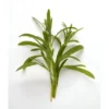 Estragon botte Bio