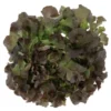 Feuille de Chêne Rouge (pièce) Bio