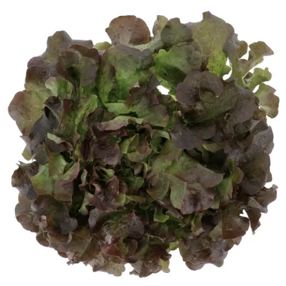 Feuille de Chêne Rouge (pièce) Bio
