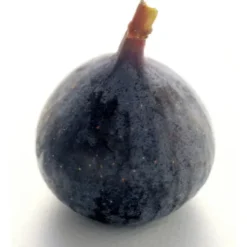 Figue Noire, Violette Bio