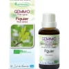 Figuier (Ficus carica)