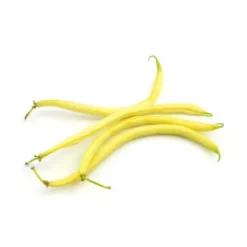 Haricot Beurre Bio