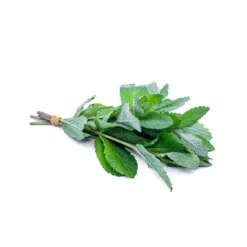 Menthe botte Bio