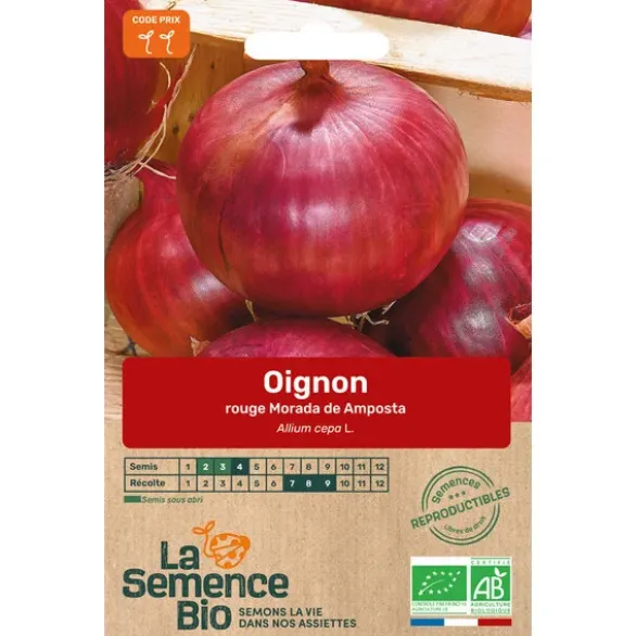 Oignon rouge Morada semence 1g