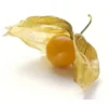 Physalis Bio