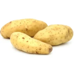 Pomme de terre de consommation à chair fermeRatte Bio