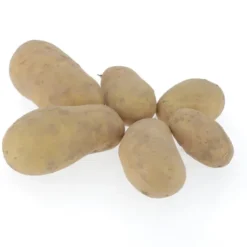 Pomme de terre de consommation à chair fermeAllians Bio