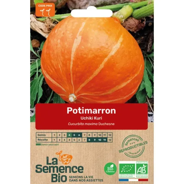 Potimarron Uchiki Kurisemence 4g