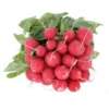 Radis Botte Rouge Bio