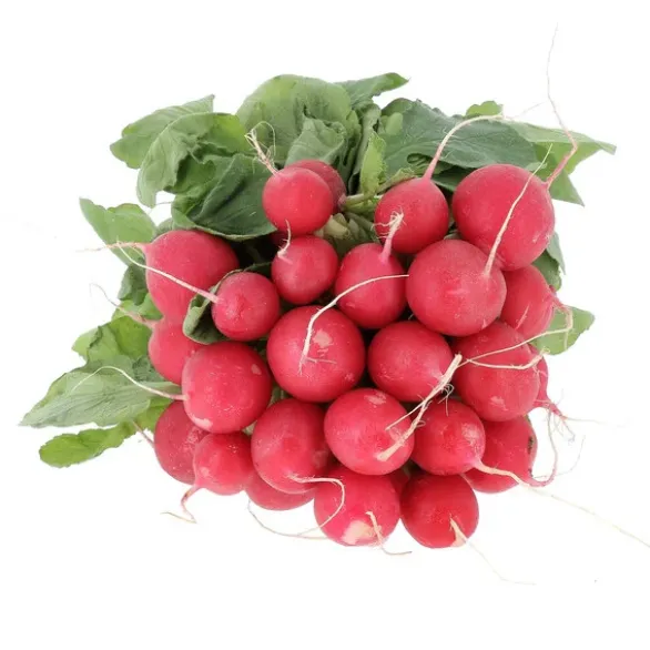 Radis Botte Rouge Bio