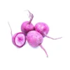 Radis Pink Meat Bio