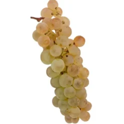 Raisin de table Blanc Chasselas Moissac Bio