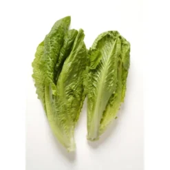 Romaine (pièce) Bio