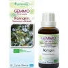 Romarin (Rosmarinus officinalis)