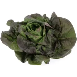 Rougette (pièce) Bio