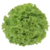 Salade Batavia Blonde (pièce) Bio