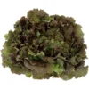 Salade Batavia Rouge (pièce) Bio