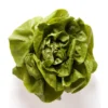 Salade Laitue Blonde (pièce) Bio