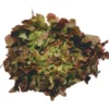 Salade Rouge (pièce) Bio