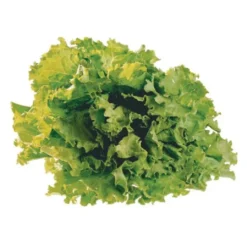 Salade Verte (pièce) Bio