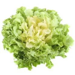 Scarole (pièce) Bio